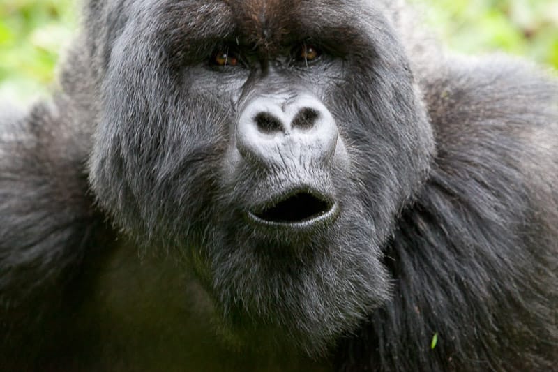 Rwanda & Uganda
