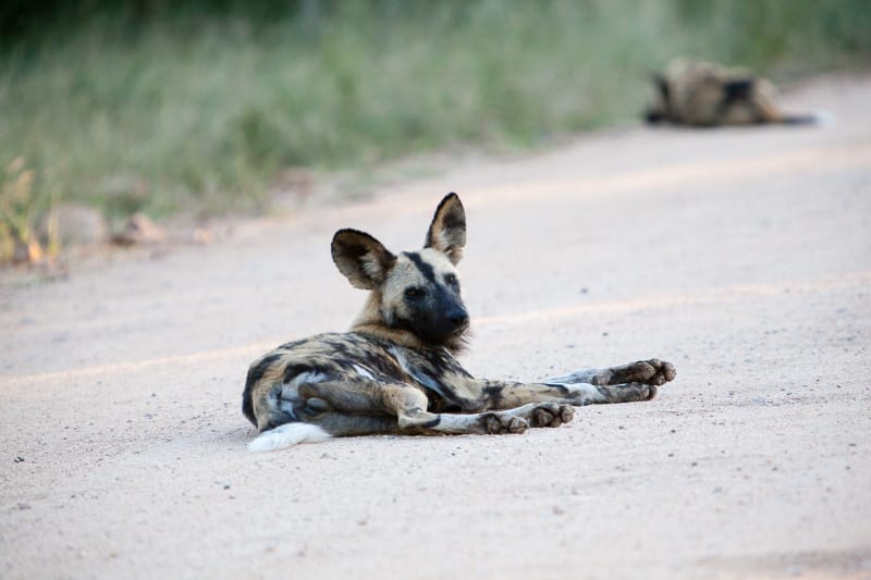 Kruger National Park