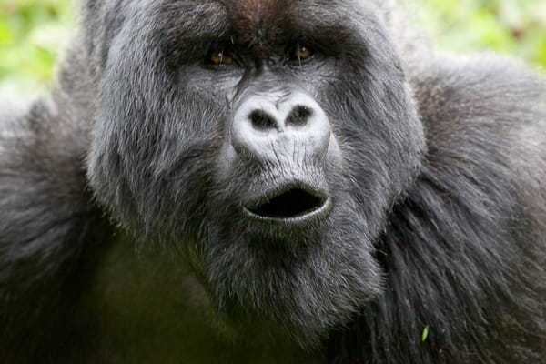 Rwanda & Uganda