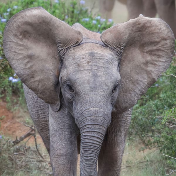 Addo Elephant NP & Driving the Garden Route